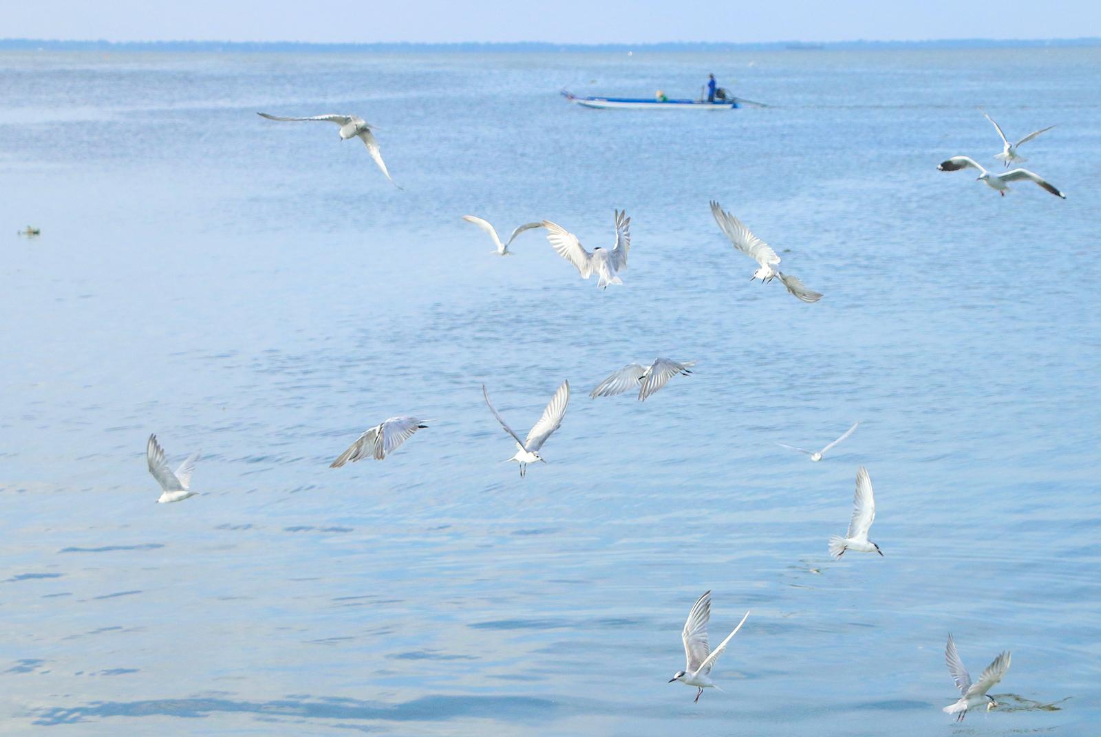 Mùa chim nhạn về bên cửa sông Kiên