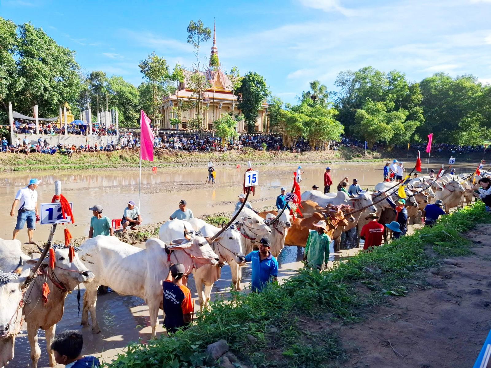 Sôi nổi Hội đua bò truyền thống chùa Rô lần thứ 11 năm 2025