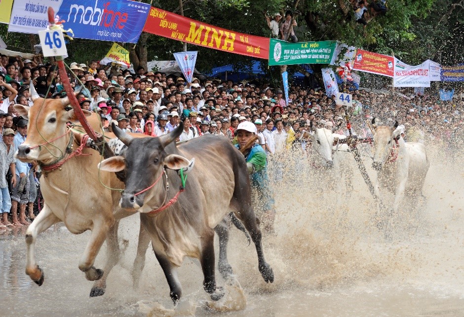 Bản sắc văn hóa Khmer Nam Bộ ở Hội Đua bò Bảy Núi