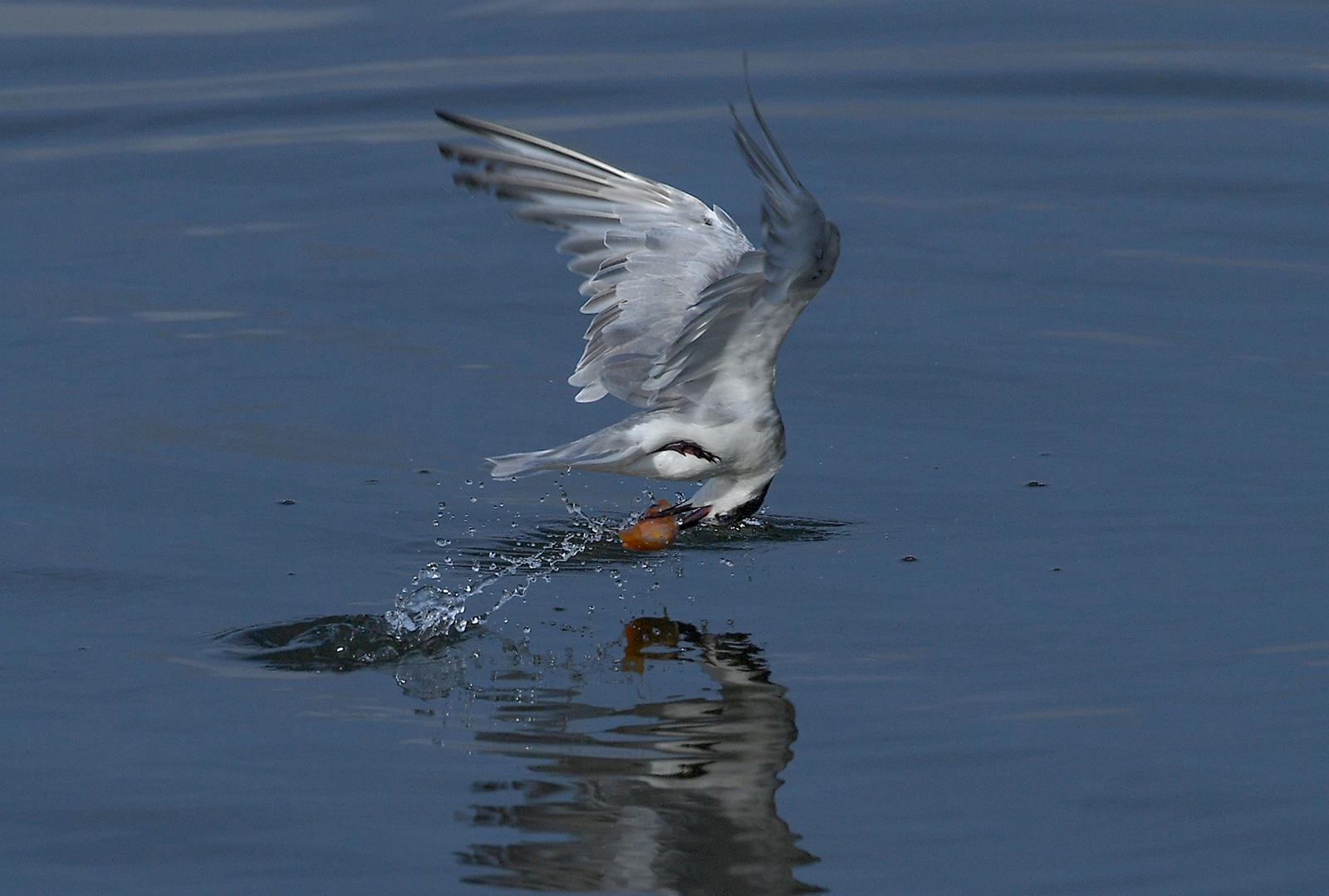 Mùa chim nhạn về bên cửa sông Kiên