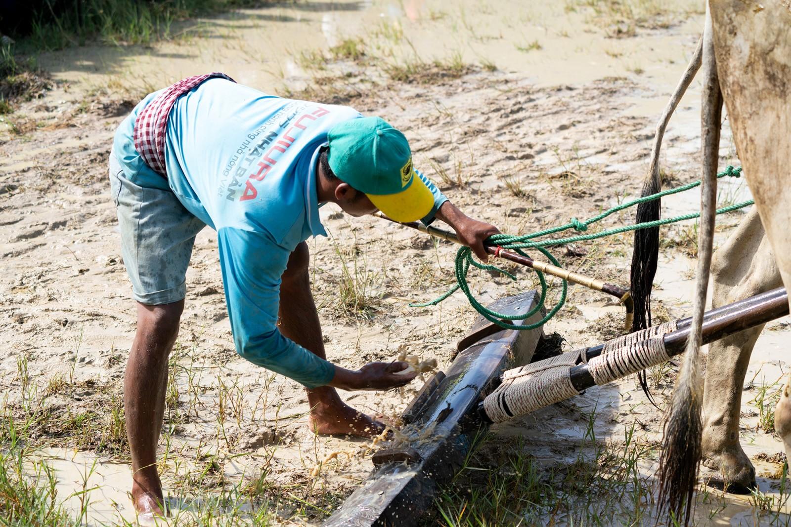 64 đôi bò tranh tài tại Hội Đua bò Bảy Núi tranh cúp truyền hình An Giang lần thứ 30 năm 2025