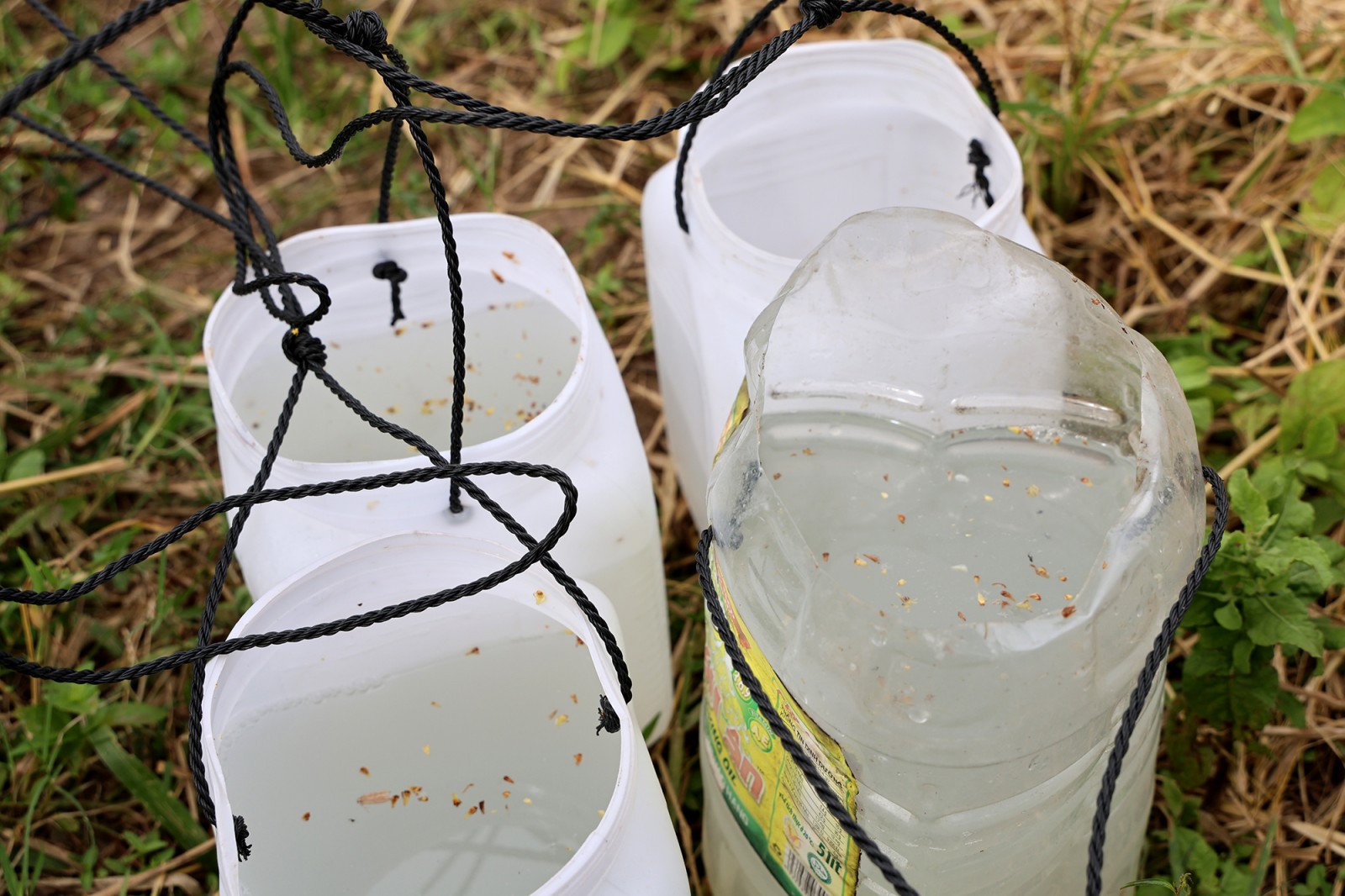 Mùa nấu đường thốt nốt của đồng bào Khmer