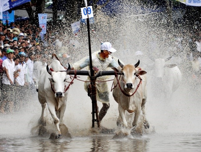 Bản sắc văn hóa Khmer Nam Bộ ở Hội Đua bò Bảy Núi
