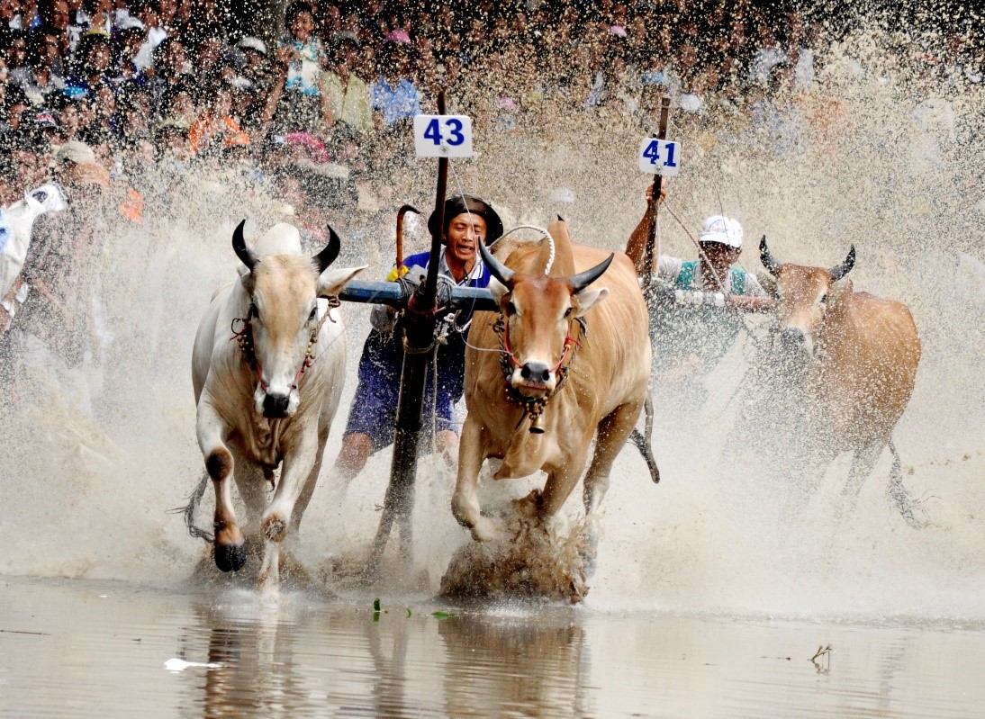 Bản sắc văn hóa Khmer Nam Bộ ở Hội Đua bò Bảy Núi