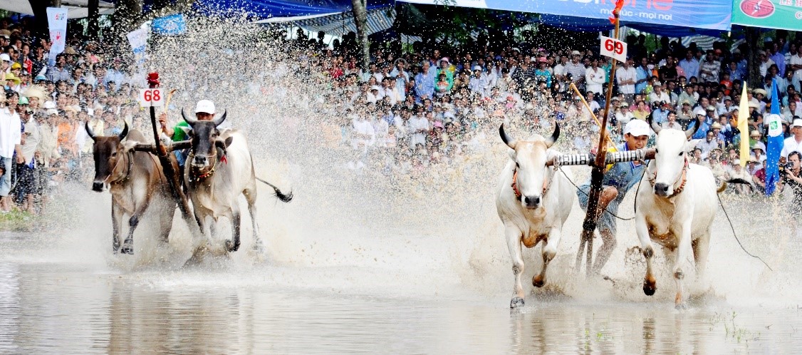 Bản sắc văn hóa Khmer Nam Bộ ở Hội Đua bò Bảy Núi