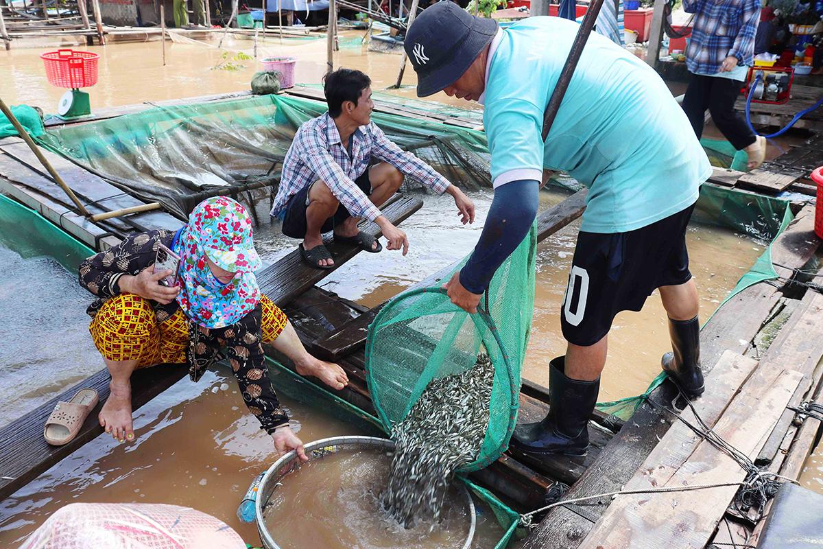 Rộn ràng mùa cá linh ở đầu nguồn