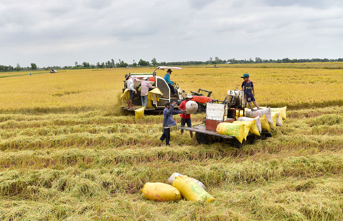 Vững tổ chức Đảng, sáng đội ngũ