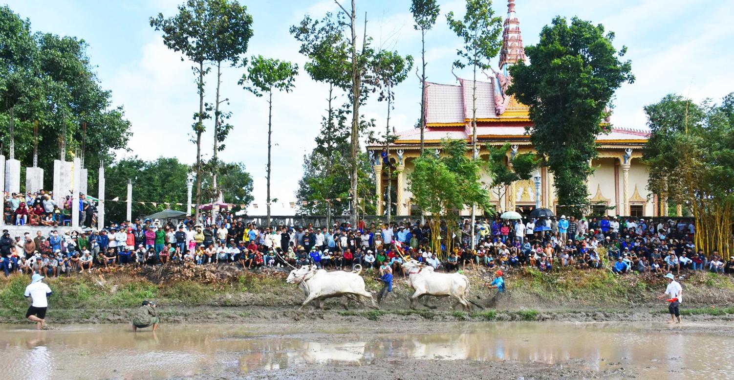Sôi nổi Hội đua bò truyền thống chùa Rô lần thứ 11 năm 2025