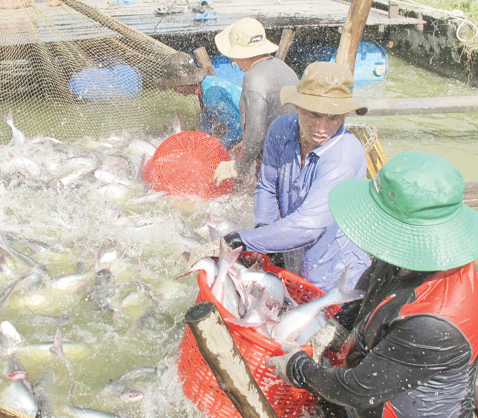 Liên kết “5 nhà” đưa cá tra vươn xa