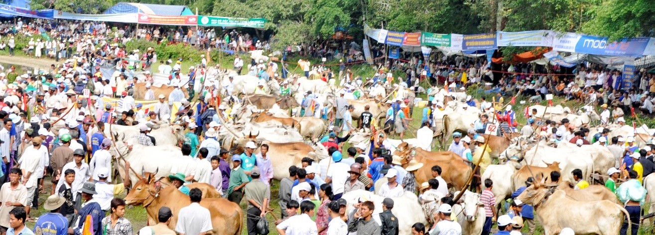 Bản sắc văn hóa Khmer Nam Bộ ở Hội Đua bò Bảy Núi