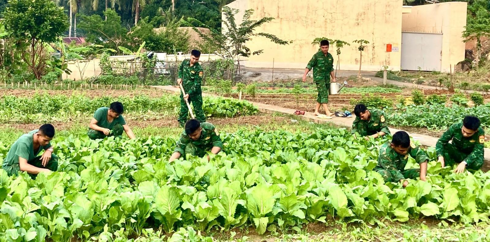 Vườn rau ở Thổ Châu