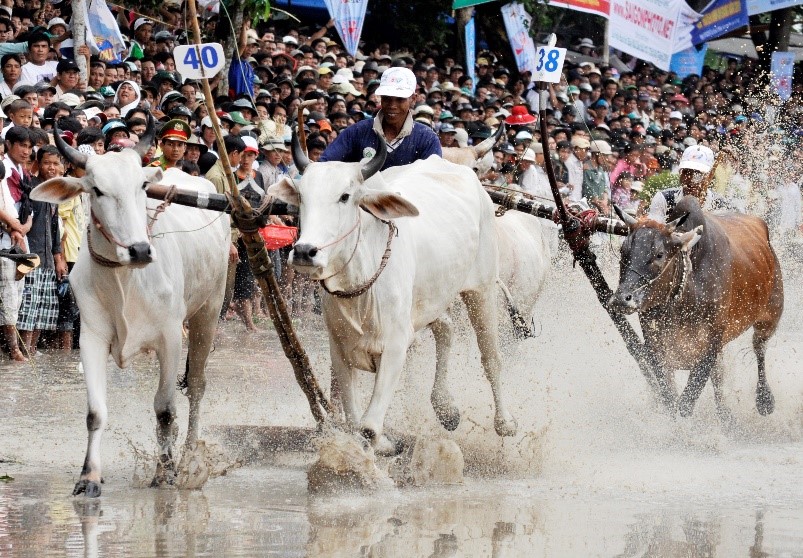 Bản sắc văn hóa Khmer Nam Bộ ở Hội Đua bò Bảy Núi