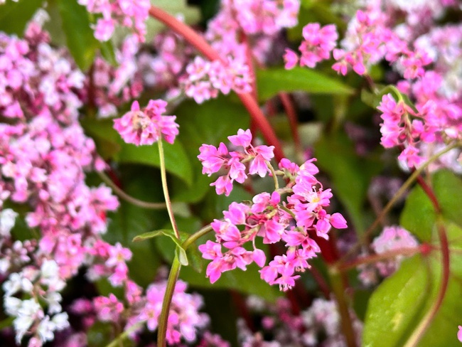 Phát triển du lịch gắn với bảo tồn văn hóa và tạo sinh kế bền vững từ hoa tam giác mạch ở Phong Dụ Thượng - Ảnh 2. Phát triển du lịch gắn với bảo tồn văn hóa và tạo sinh kế bền vững từ hoa tam giác mạch ở Phong Dụ Thượng - Ảnh 2.