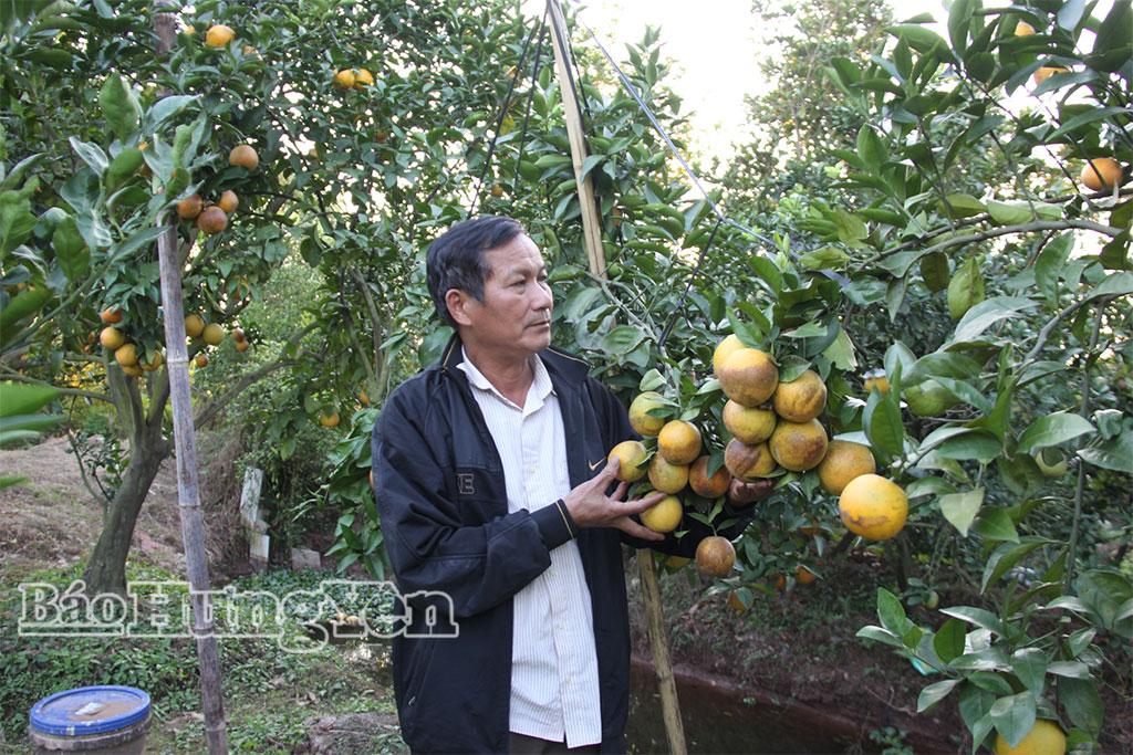 Ông Lương Văn Thắng, xã Nghĩa Dân hiện trồng 1,7 mẫu cam theo quy trình VietGAP.