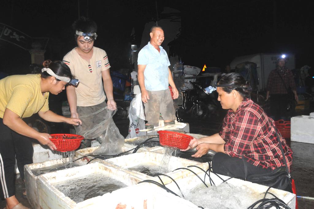 Thu hoạch t&ocirc;m tại x&atilde; Kim Sơn (Ninh B&igrave;nh). Ảnh minh họa