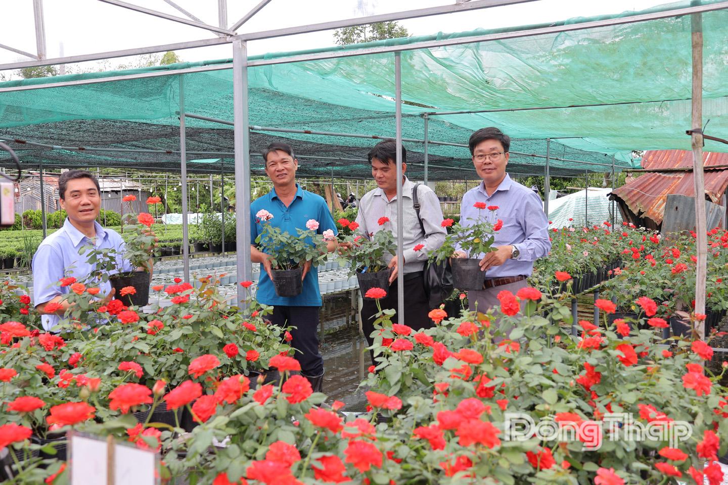 Các giống hoa hồng mới được nhân giống bằng kỹ thuật nuôi cấy mô.