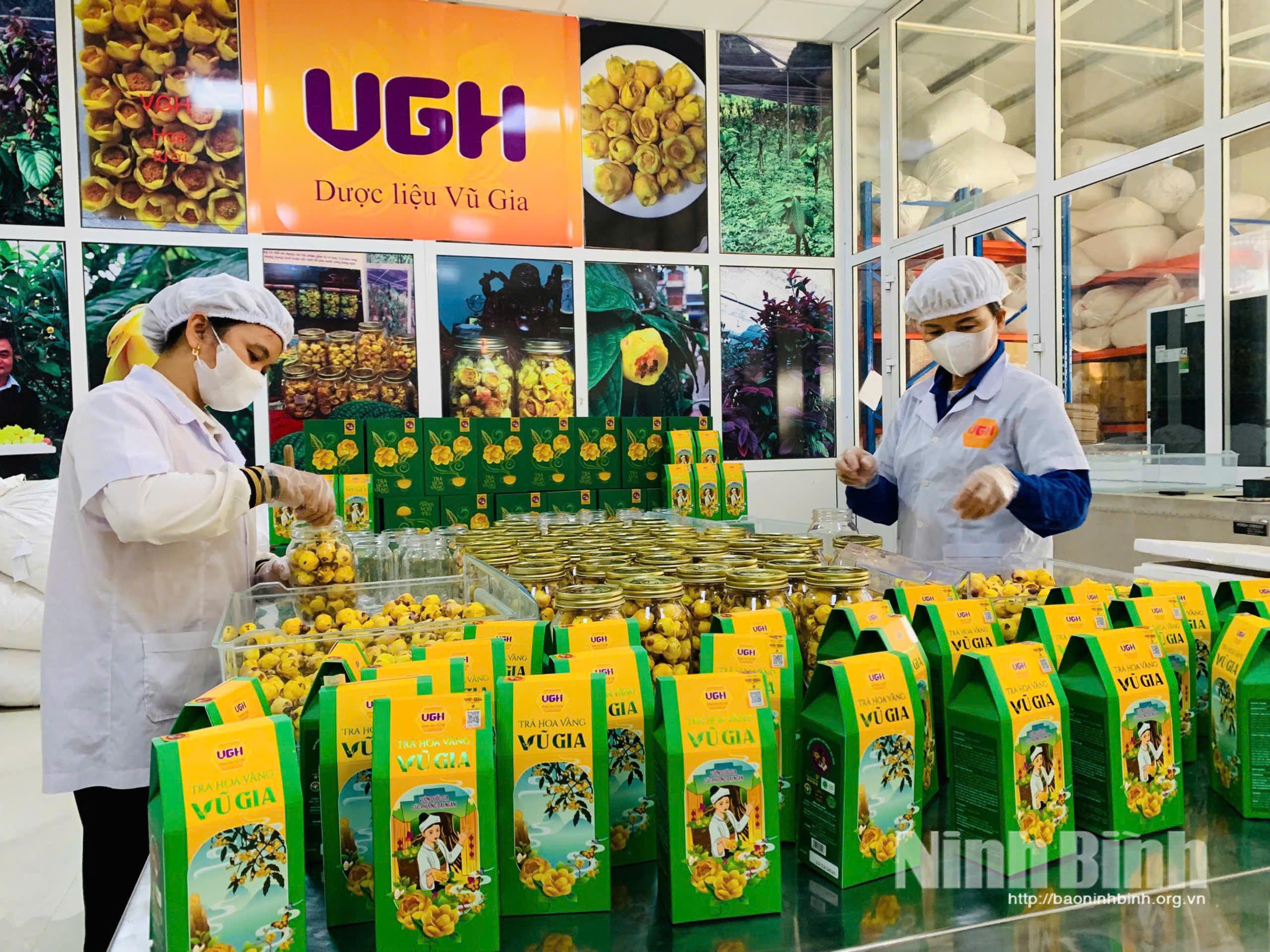 C&ocirc;ng nh&acirc;n C&ocirc;ng ty TNHH Dược liệu Vũ Gia, x&atilde; Gia L&acirc;m đảm bảo c&aacute;c nguy&ecirc;n tắc vệ sinh an to&agrave;n thực phẩm trong chế biến, đ&oacute;ng g&oacute;i tr&agrave; hoa v&agrave;ng.