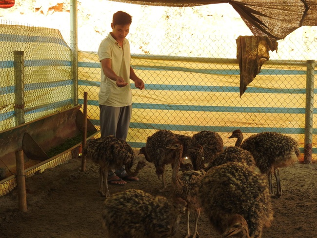 Phú Thọ: Thanh niên Mường bỏ nghề kỹ sư, về quê nuôi đà điểu – mô hình giúp ổn định kinh tế hộ và giảm nghèo bền vững - Ảnh 1.