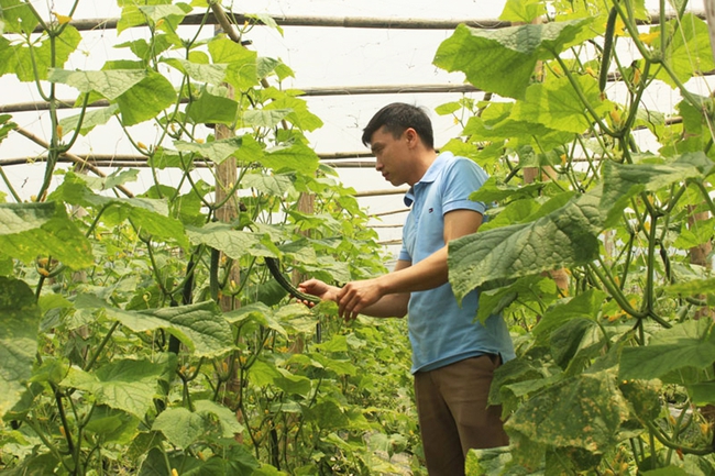 Xã Nật Sơn đẩy mạnh phát triển nông nghiệp để giảm nghèo  - Ảnh 1.