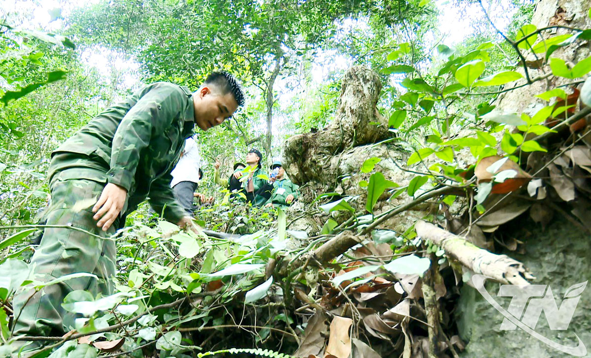 Tuần tra rừng ở Khu Dự trữ thiên nhiên Kim Hỷ.