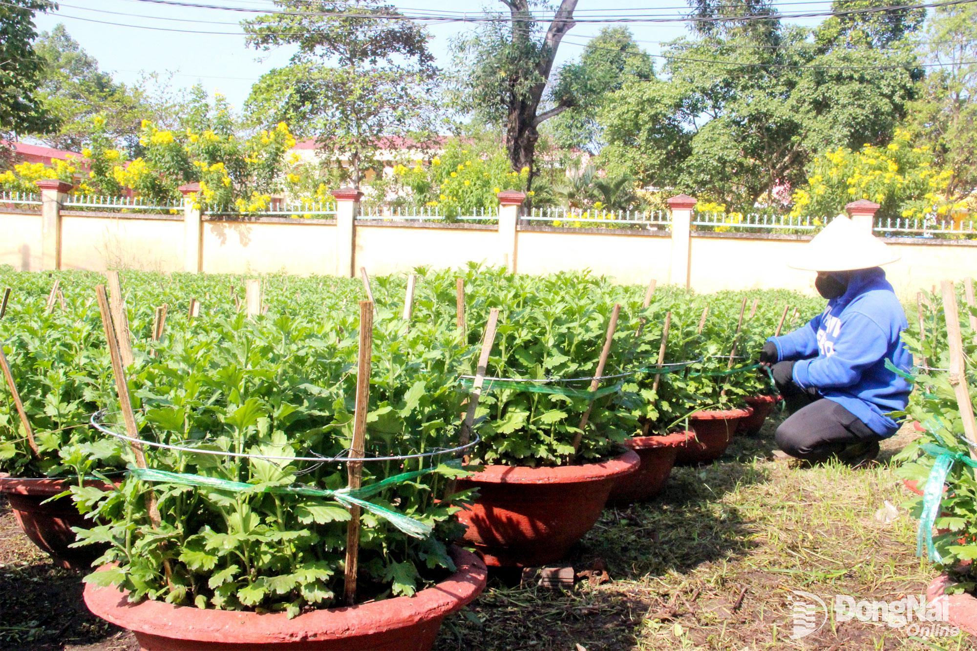 C&aacute;c chậu hoa được r&agrave;ng d&acirc;y th&eacute;p, cọc tre chắc chắn. Ảnh: Trần Danh