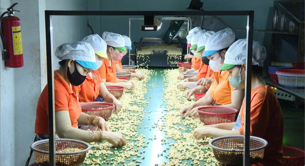 Công nhân chế biến nhân hạt điều xuất khẩu ở xã Nam Thành, Lâm Đồng