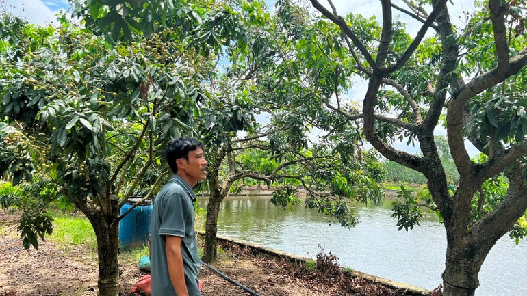 Vườn nhãn của ông Hoàng Quang Tuấn. 1-1nha-nong-thoi-dai-moi-1-3-6699.jpg