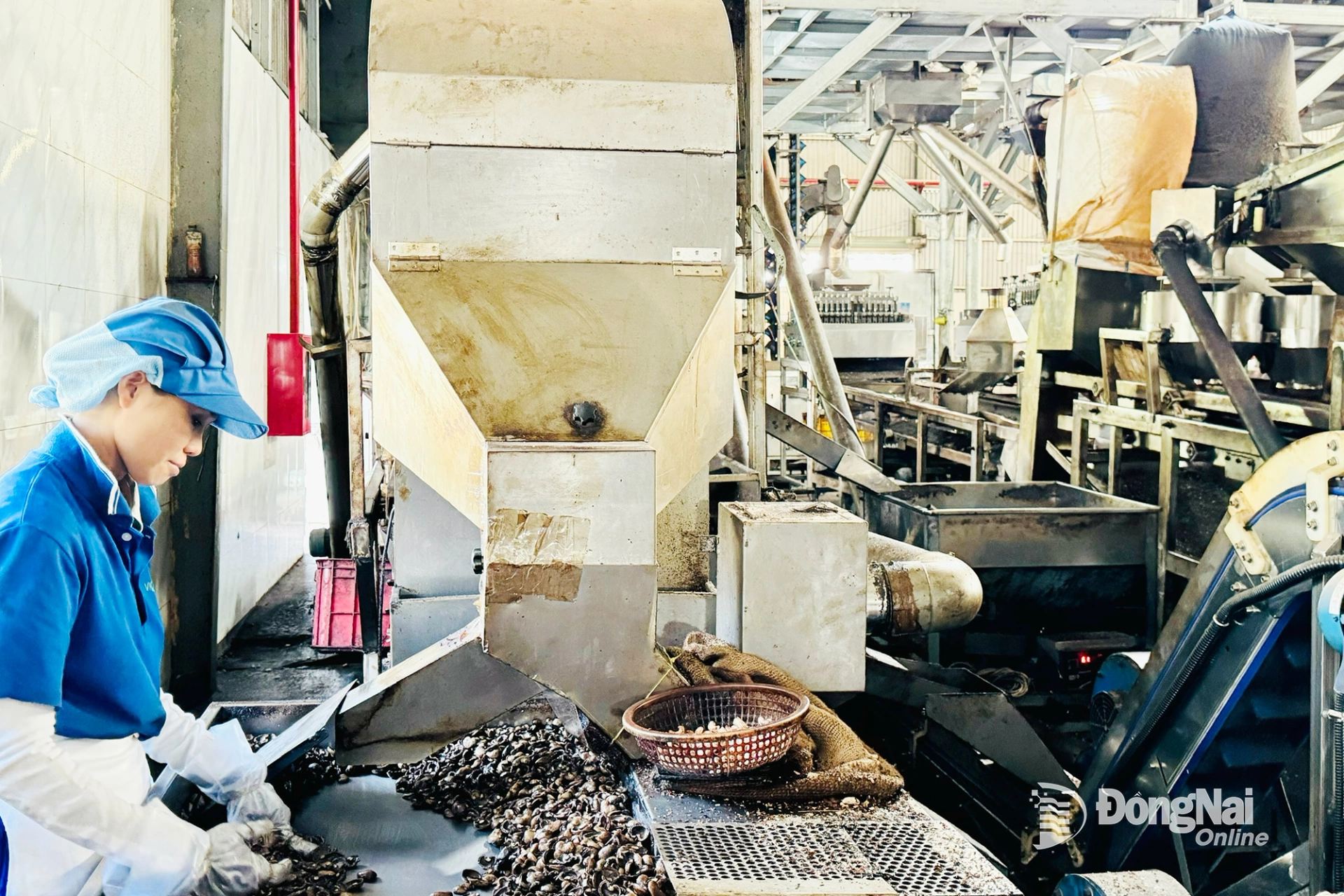 Chế biến hạt điều tại Công ty TNHH MTV Xuất nhập khẩu Nga Biên (xã Xuân Hòa). Ảnh: Bình Nguyên