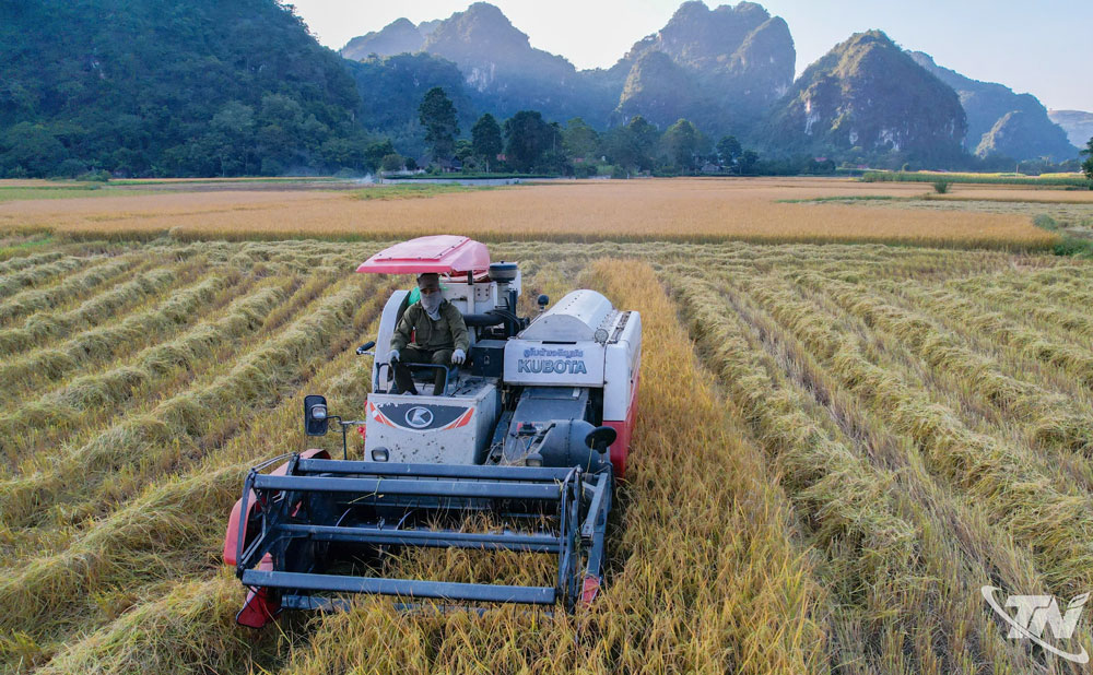 Nông dân xã Tràng Xá thu hoạch lúa xuân.