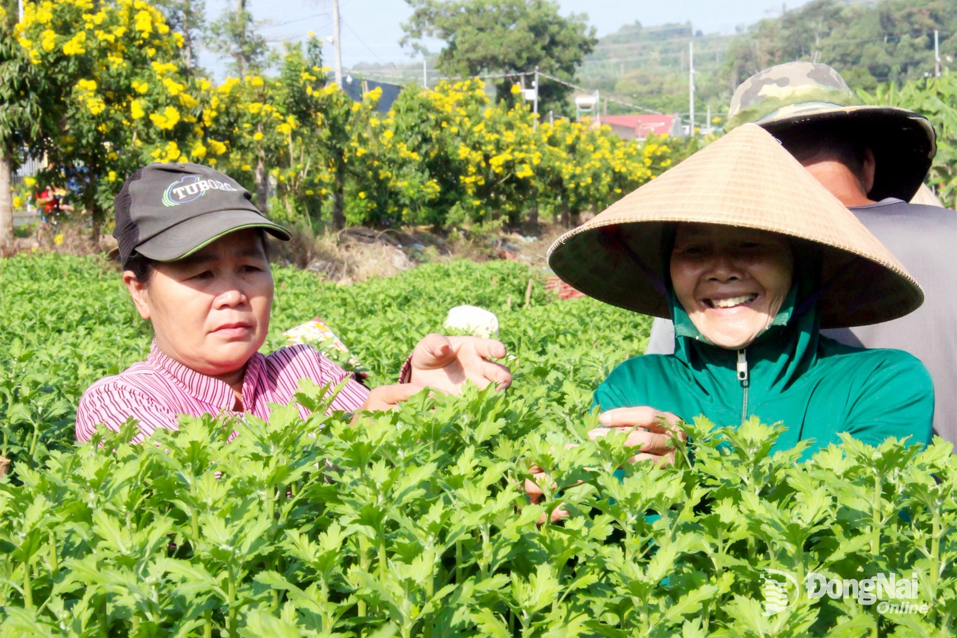 Thời điểm n&agrave;y, người d&acirc;n đang bắt tay v&agrave;o tỉa nh&aacute;nh, t&aacute;ch nụ cho c&aacute;c chậu hoa c&uacute;c đại đ&oacute;a. Ảnh: Trần Danh