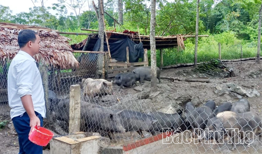 Đặc sản lợn đen ở Tân Pheo