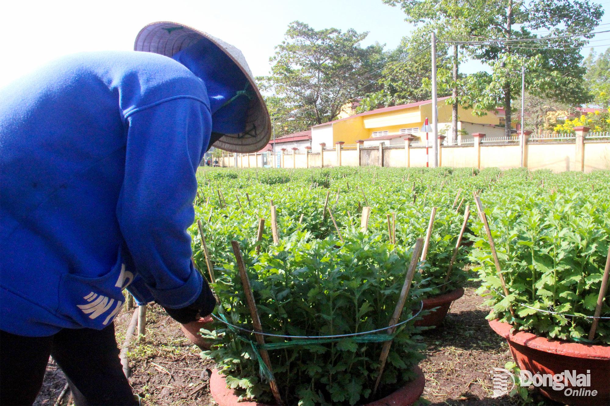 Ngo&agrave;i ra, việc r&agrave;ng c&acirc;y cũng được c&aacute;c nh&agrave; vườn ch&uacute; trọng để đảm bảo c&acirc;y hoa ph&aacute;t triển đều, thẳng. Ảnh: Trần Danh