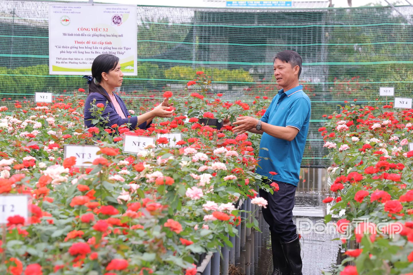 Mô hình trình diễn các giống hoa hồng lửa mới được Viện Cây ăn quả miền Nam lai tạo.