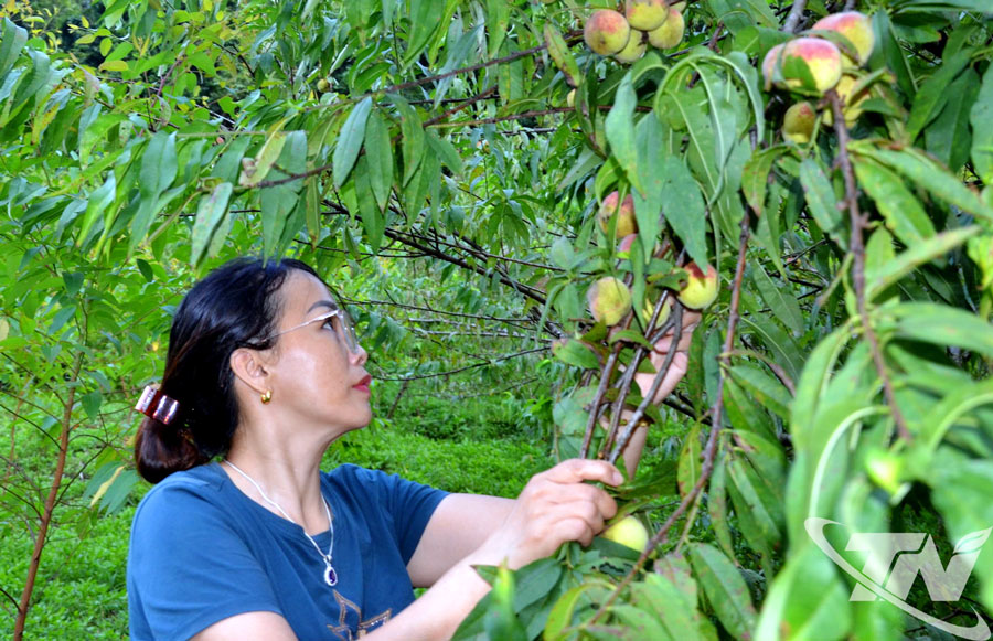Tuy diện tích không nhiều nhưng đặc sản đào Ngân Sơn được nhiều người ưa thích.