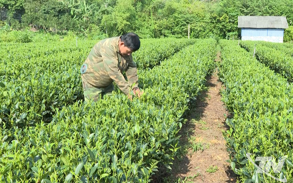 Người dân xã Đại Phúc chú trọng đến phát triển diện tích trồng chè hữu cơ.