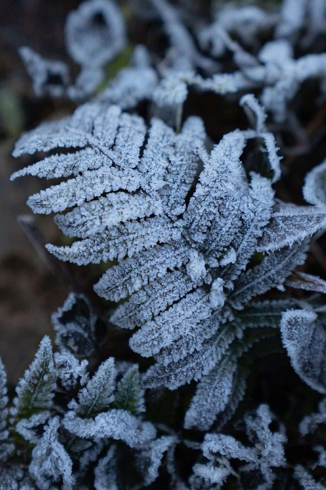 Sắc hoa Tam Giác Mạch đóng băng buổi sớm – Vẻ đẹp kỳ diệu nơi cửa ngõ Cao nguyên đá - Ảnh 1. Sắc hoa Tam Giác Mạch đóng băng buổi sớm – Vẻ đẹp kỳ diệu nơi cửa ngõ Cao nguyên đá - Ảnh 1.