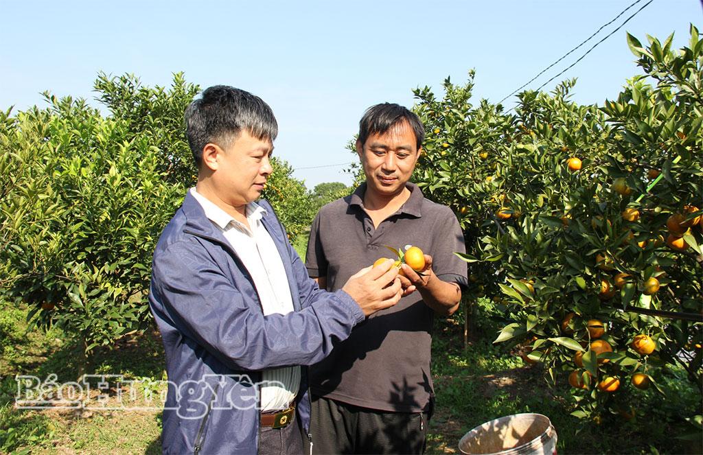 Cam đường canh trồng theo quy trình VietGAP cho mẫu mã đẹp, năng suất, chất lượng cao hơn so với canh tác truyền thống.