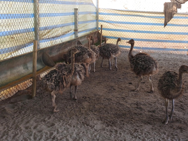 Phú Thọ: Thanh niên Mường bỏ nghề kỹ sư, về quê nuôi đà điểu – mô hình giúp ổn định kinh tế hộ và giảm nghèo bền vững - Ảnh 2.