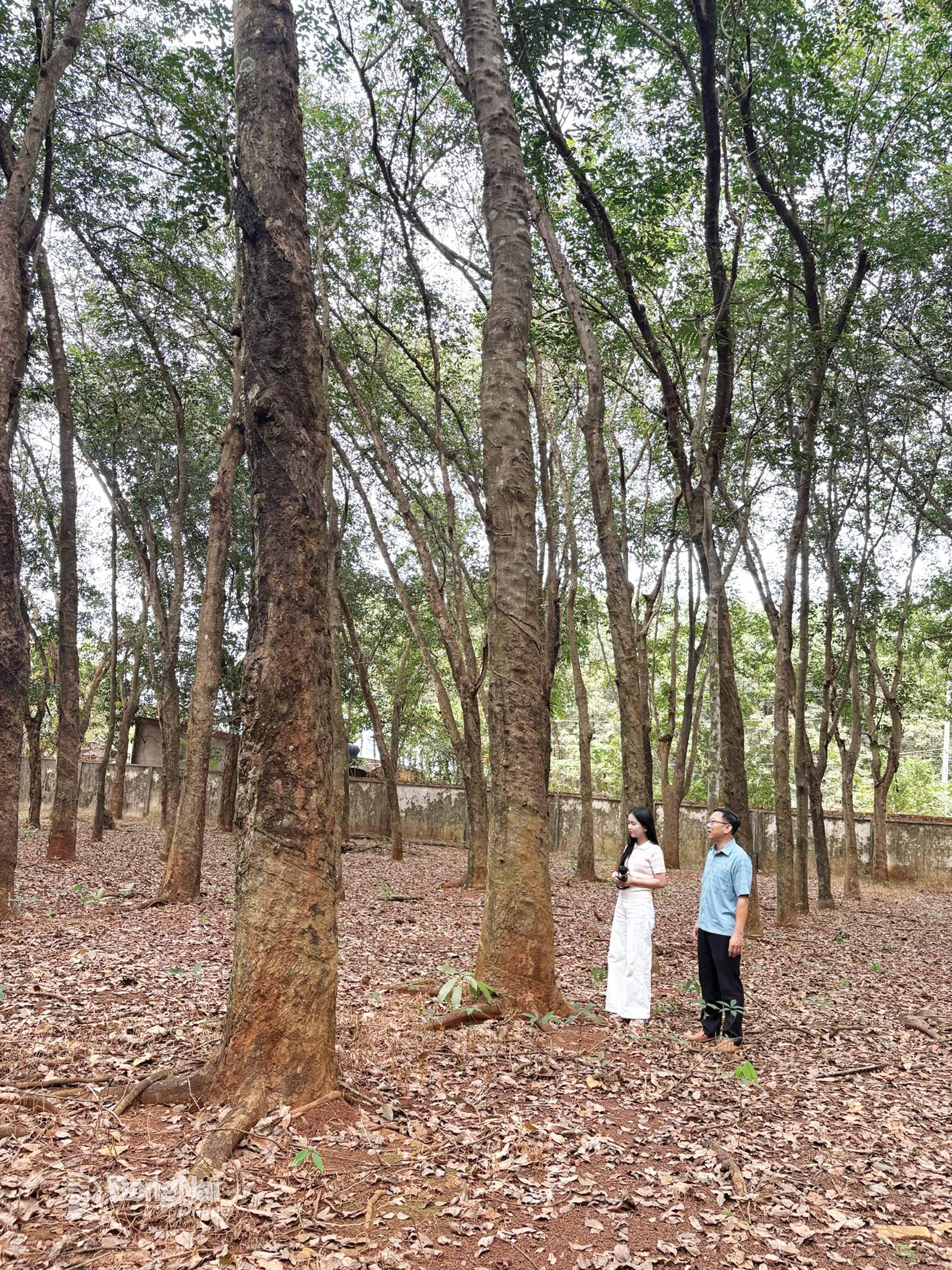 Ông Nguyễn Mậu Huy, Phó Đội trưởng Đội Long Tân giới thiệu với phóng viên về vườn cao su bảo tồn. Ảnh: Ngọc Thảo
