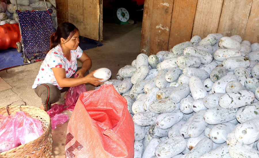 Chị Triệu Thị Xuân ở thôn Nà Đúc, xã Chợ Rã mỗi năm tiêu thụ ra thị trường hàng trăm tấn bí xanh thơm.