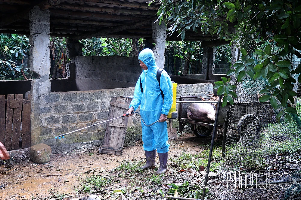 Kinh nghiệm ngăn ngừa, phòng chống dịch tả lợn châu Phi tại Kim Đức
