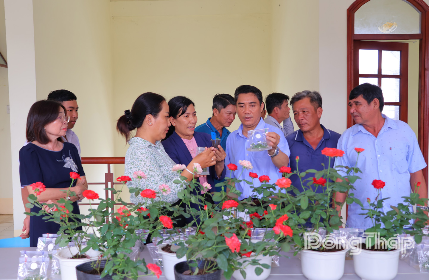 Các giống hoa hồng mới được nhân giống bằng kỹ thuật nuôi cấy mô đảm bảo giống sạch bệnh và đồng đều.