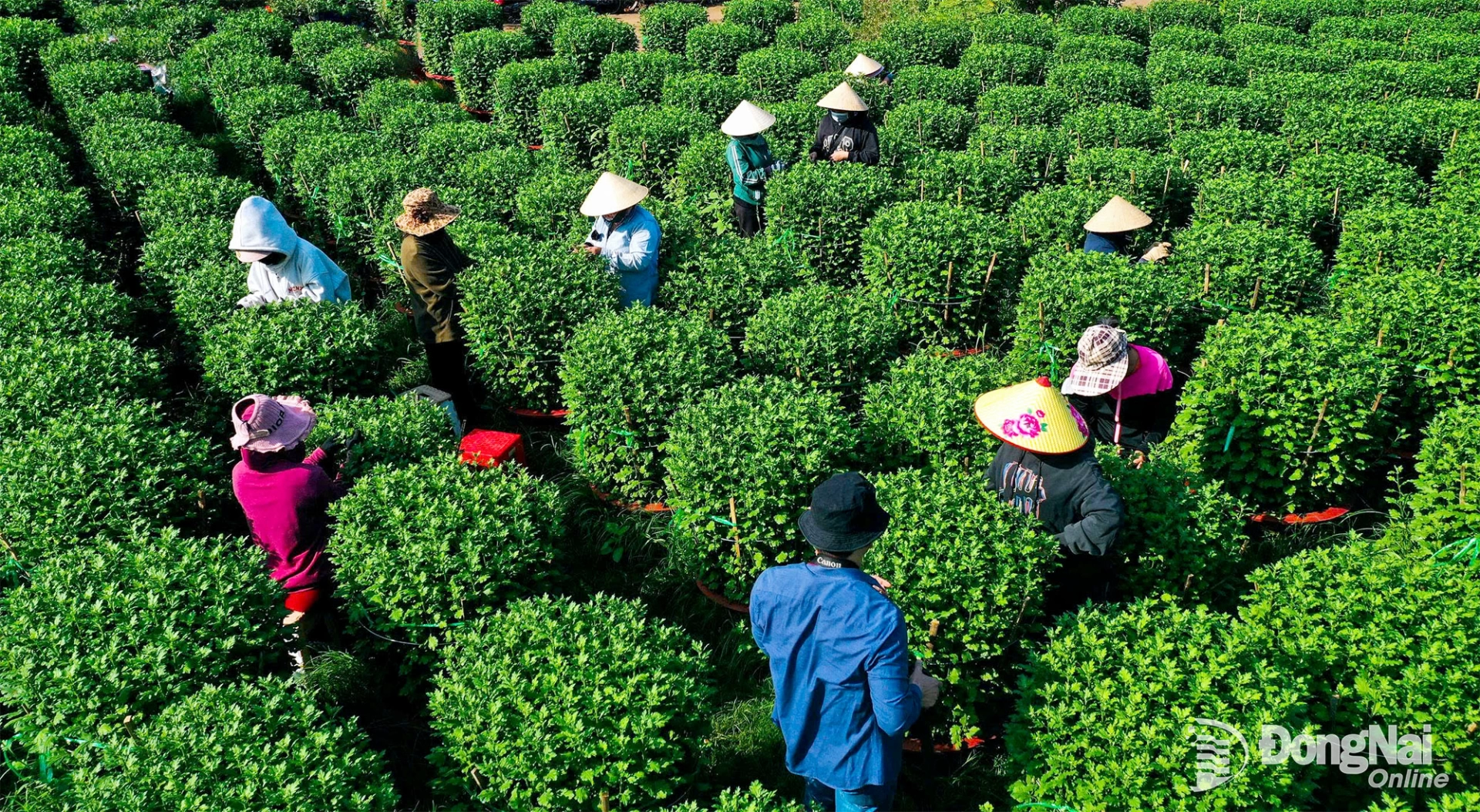 Vườn hoa tết của người d&acirc;n tại x&atilde; Gia Kiệm chuẩn bị v&agrave;o vụ. Ảnh: Anh Trọng