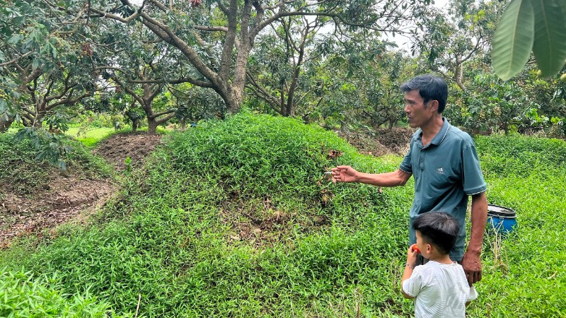 Những cây nhãn đã được ông Hoàng Quang Tuấn trồng cao hơn để tránh ngập úng.