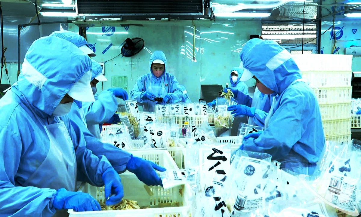 Công ty TNHH Việt Nam Misaki (xã Thanh Thịnh) chế biến nông sản xuất khẩu sang thị trường Nhật Bản.