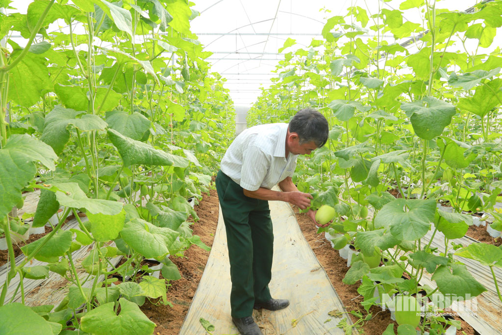 Gia đ&igrave;nh &ocirc;ng Tống Viết Vinh (phường Y&ecirc;n Thắng) &aacute;p dụng c&ocirc;ng nghệ cao trong trồng dưa lưới, gi&uacute;p n&acirc;ng cao năng suất v&agrave; chất lượng sản phẩm.