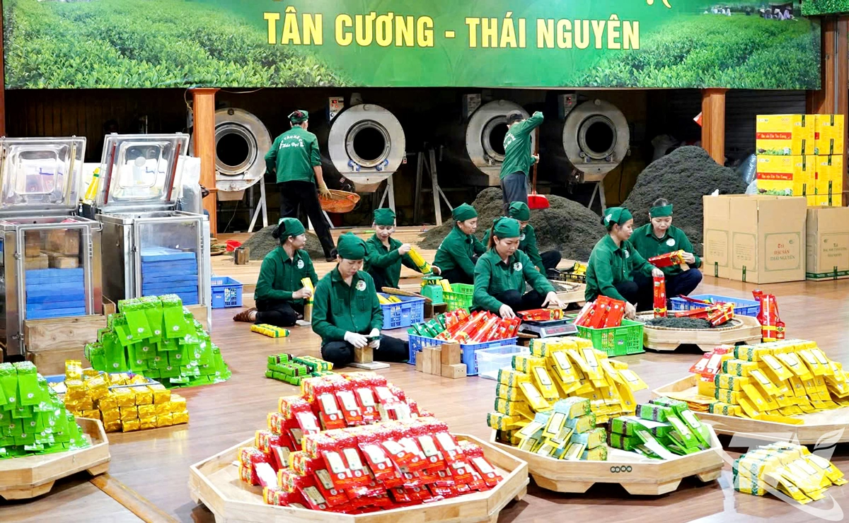 Chè Tôm Nõn của HTX chè Hảo Đạt được công nhận là sản phẩm công nghiệp nông thôn tiêu biểu cấp quốc gia, được người tiêu dùng ưa chuộng trên thị trường.