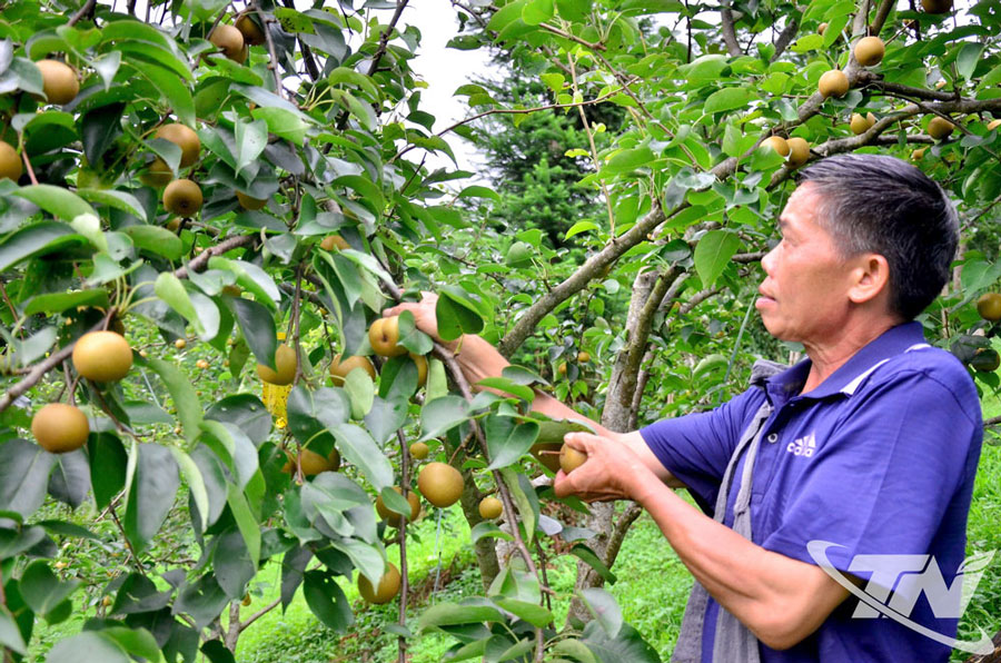 Giống lê VH6 (xã Ngân Sơn) cho quả giòn, mọng nước được thị trường ưu chuộng.