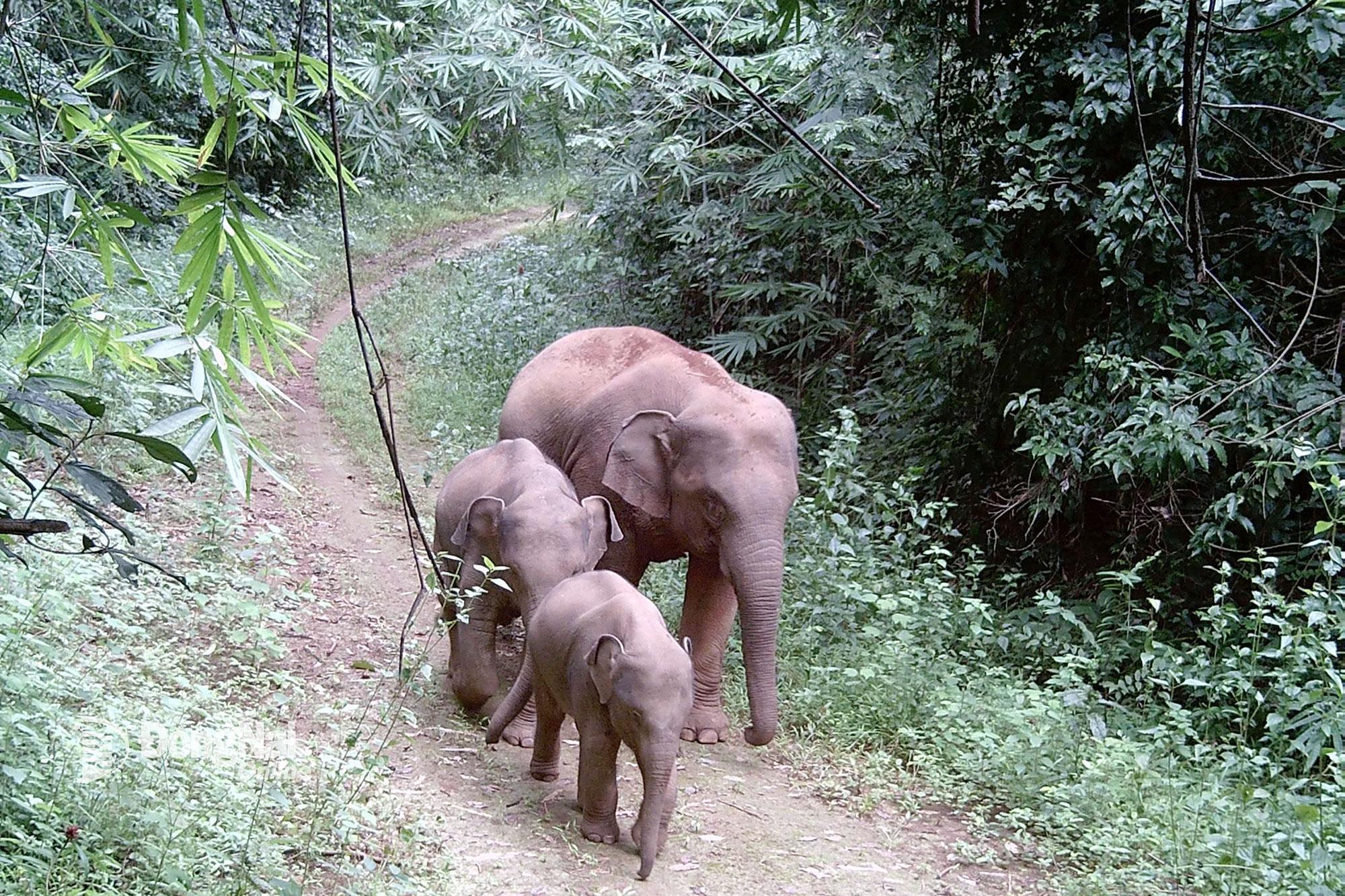 Đàn voi hoang dã tại Khu Dự trữ sinh quyển tỉnh Đồng Nai. Ảnh: Chi cục Kiểm lâm tỉnh Đồng Nai