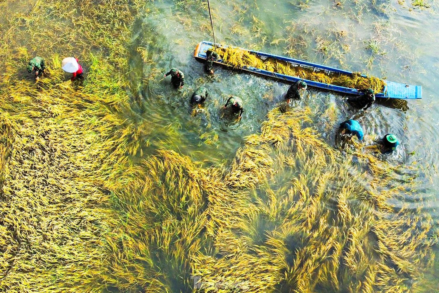 bo doi giup dan gat lua